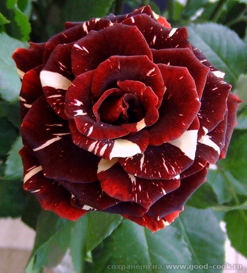 rosa