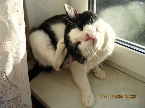 КошкаНаОкошке а кошка где