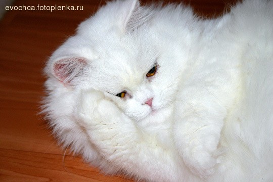 Хозяин, чего уж там