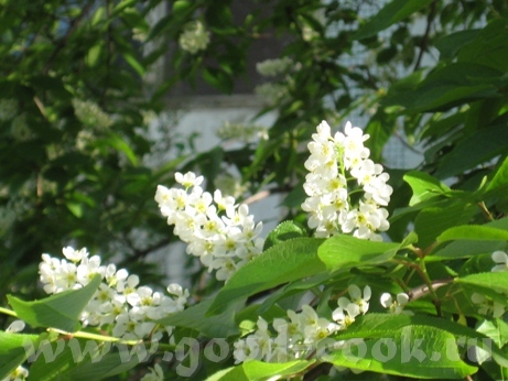 Привет, девулечки - 3
