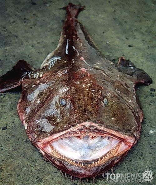 морской черт
