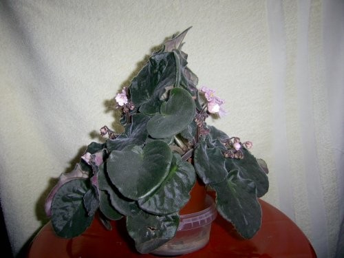 Девоньки, помогите - 3