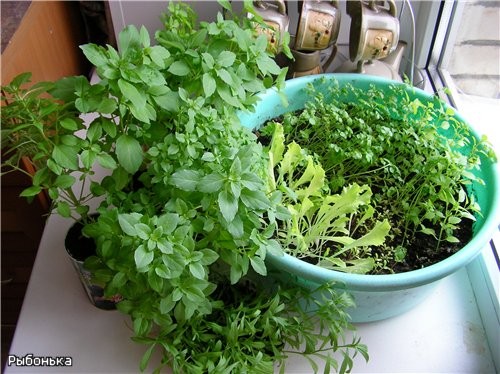 Вот моя экспериментальная грядка на подоконнике: слева кустики - это горшечный базалик (очень арома...