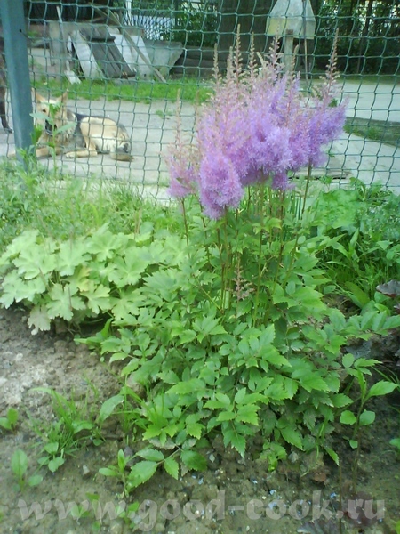 А вот наши садовые цветы : просто летний букет,поднимающий настроение, красавица астильба садовый з... - 2