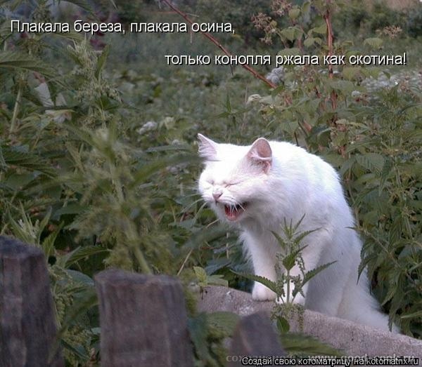 коты