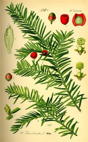 Taxus baccata -     , 
