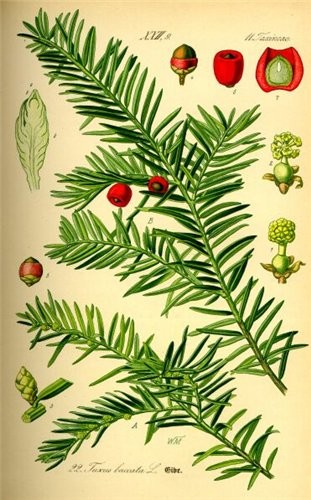 Taxus baccata - это ТИС в русском варианте, хвойные