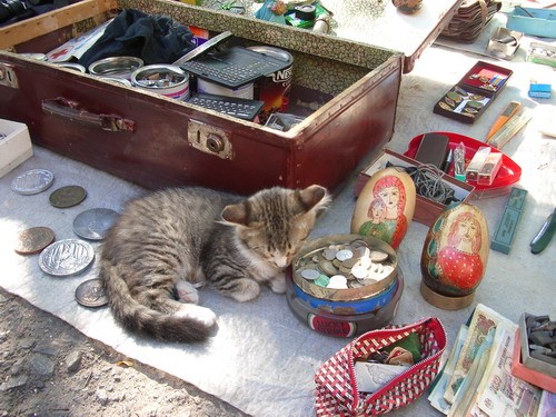 Хочу показать вам одесских уличных кошечек и котиков - 6