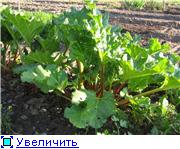 Принесла первый весенний супчик из первого урожая ревеня ЩИ ИЗ РЕВЕНЯ Гототовим как обычные постные...
