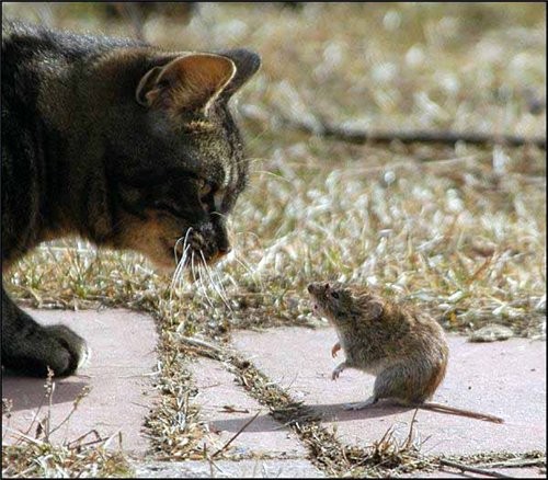 Кошки-мышки: - 3