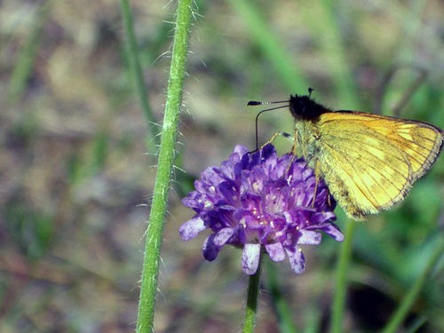 Taika  ,       )) Tishka  ,