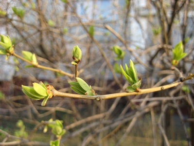 Привет, девули - 3