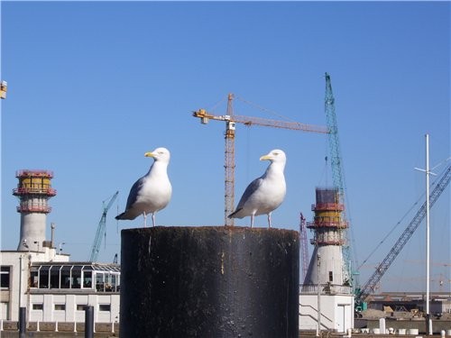 В один из выходных дней мы поехали к Северному морю в город Oostende - 3