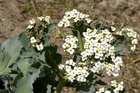 морская капуста 1) Meerkohl 2) Riesenschleierkraut Написано в словаре