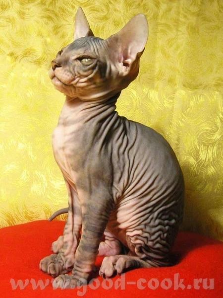 eiheit Вот такой котик