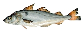 Палтус - 2