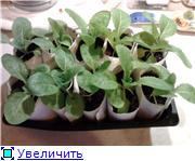 капуста пекинская