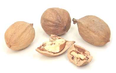  acorn  gingko nut = white nut    hickory nut - 3