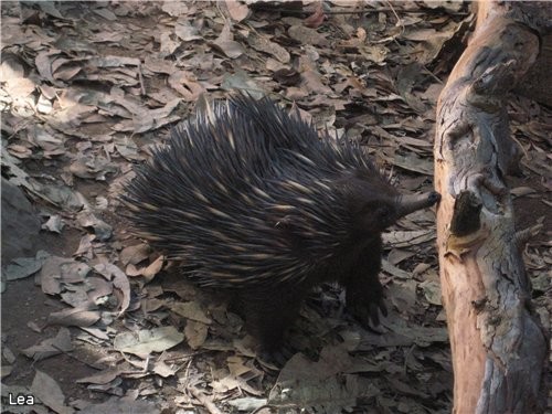 Shot-beaked Echidnas представителi достаточно маленькой группы животных "monotremes", яйце-кладущие... - 2