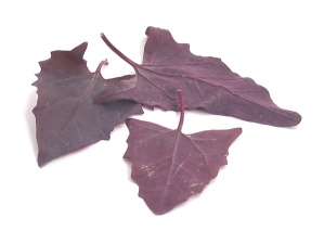 Рэдиччио (radicchio) красный цикорий = красный листовой цикорий = красный итальянский цикорий = chi... - 3
