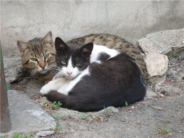 Люблю фотать одесских уличных котиков