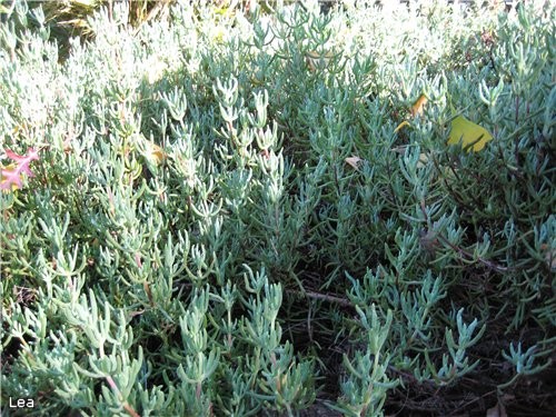 разновидность California Poppy