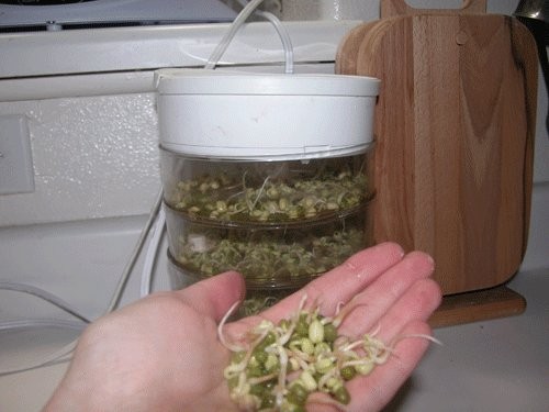  стоит маленькая, для проращивания злаковых (получаешь ростки) их хорошо в салаты, просто так и...