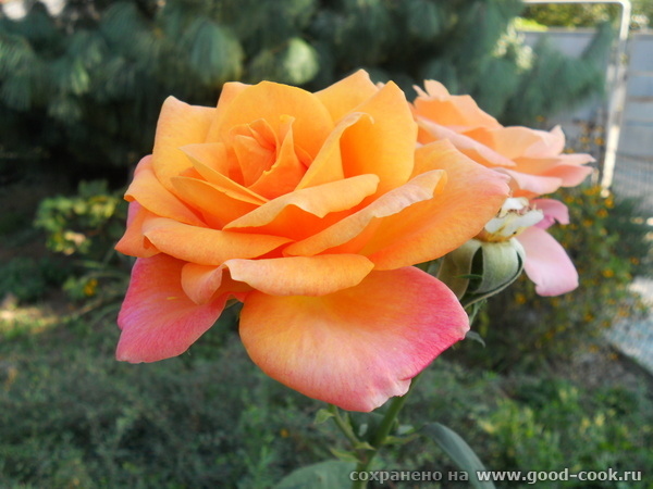 rosa