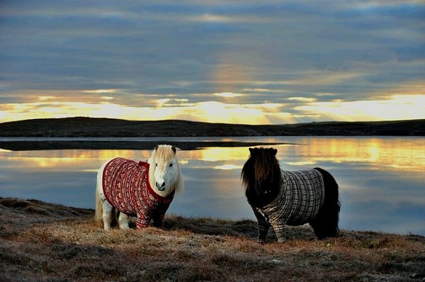 Shetland pony 5