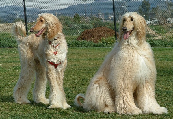 Афганские борзые-Afghan Hound
