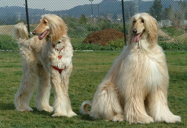  -Afghan Hound