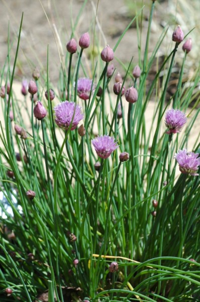 Девчат, по моему, chives = лук-резанец