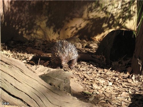 Shot-beaked Echidnas представителi достаточно маленькой группы животных "monotremes", яйце-кладущие...