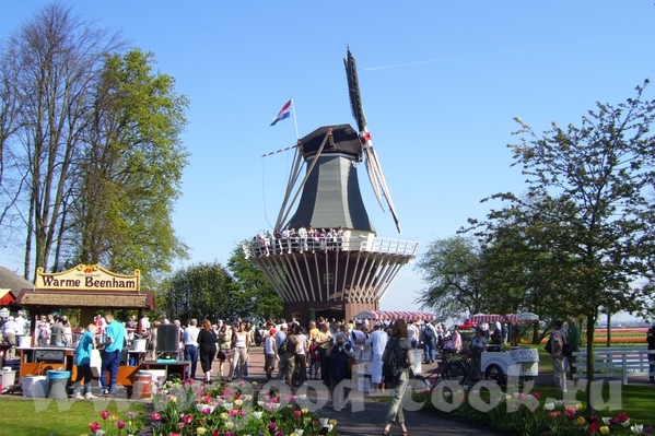 В Голландии в парке Кейкенхоф в апреле начинается цветение тюльпанов и вы не представляете откуда т... - 4