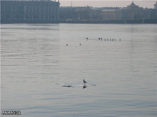 Это небольшое отступление от темы - но все люди на берегу хохотали - чайки устроили себе "регату" -...