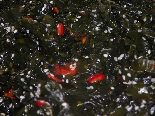 салат из сушённых морских водорослеи 2 унции суких вакаме водорослеи 1/3 чашки рисового уксуса 1 ст...