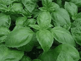 Анис - янсун - anise, &#1581;&#1576;&#1577; &#1575;&#1604;&#1581;&#1604;&#1608;&#1577;, &#1610;&#16... - 2