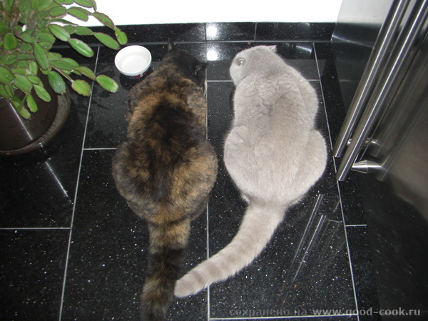 коты