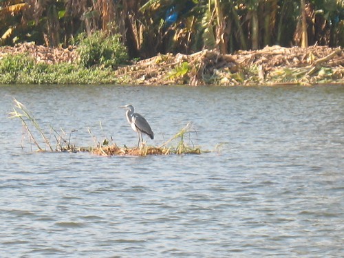 Птиц в дельте Нила полно