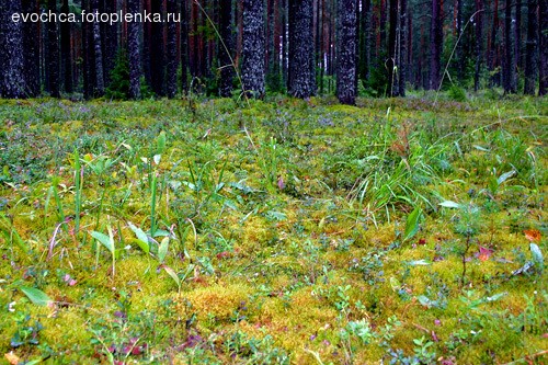 Репортаж из темного леса - 3