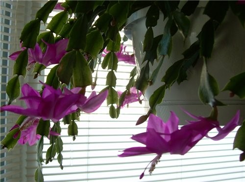 spark     ,       - 2