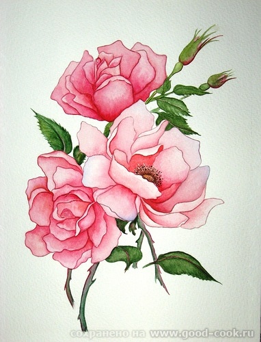 Роза1