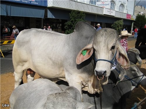 сегодня я расскажу о празднике-карнавале BEEF WEEK - 6