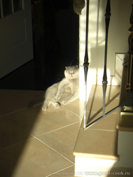 коты