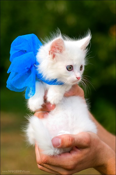 Котятки