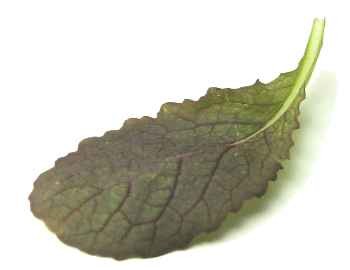 Красная горчица (red mustard) Острый, перечный аромат, подходит к любым зеленым салатам