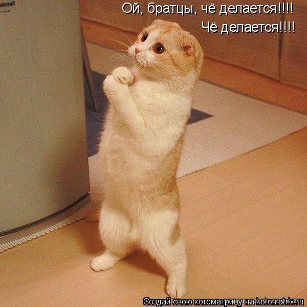 коты