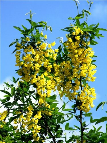      ,,Laburnum,,- (Golden Chain) - 7