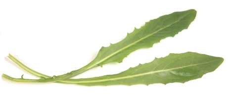 Вьющийся эндивий (curly endive) цикорий = эндивий цикория = вьющийся цикорий = фризе = фрайз Вы мож... - 2