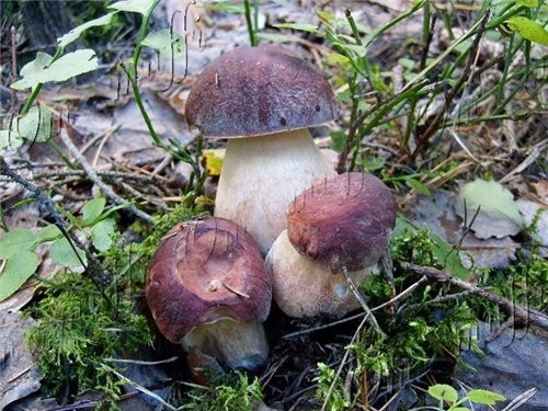 Привет девочки - 2